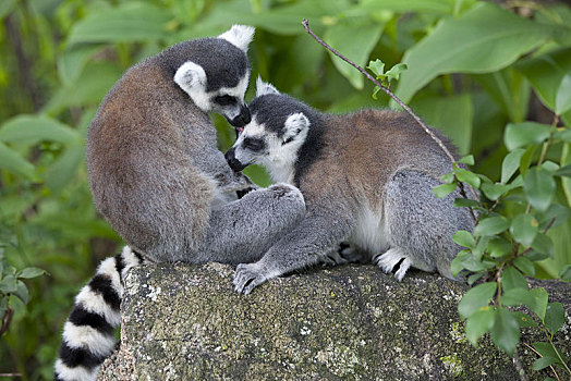节尾狐猴,两个,成年人,相互,自然保护区,马达加斯加,非洲
