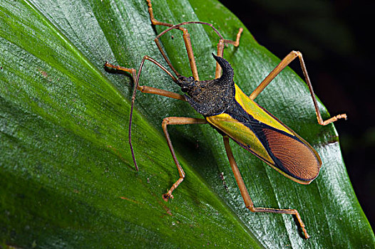 昆虫,国家公园,亚马逊雨林,厄瓜多尔