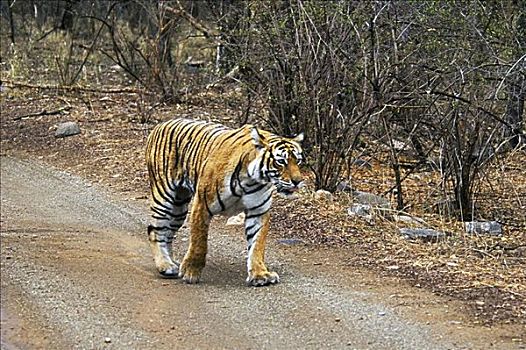 虎,走,土路,伦滕波尔国家公园,拉贾斯坦邦,印度