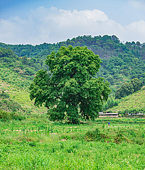 大树