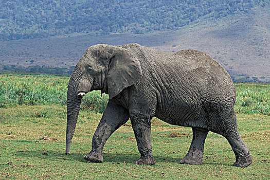 非洲象,破损,獠牙,恩戈罗恩戈罗,保护区,坦桑尼亚