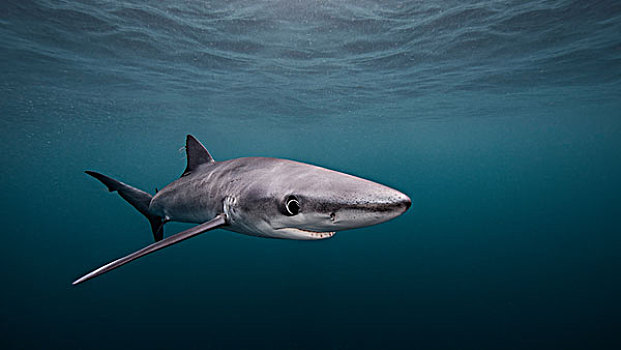 蓝鲨,水下视角,圣地亚哥,加利福尼亚,美国
