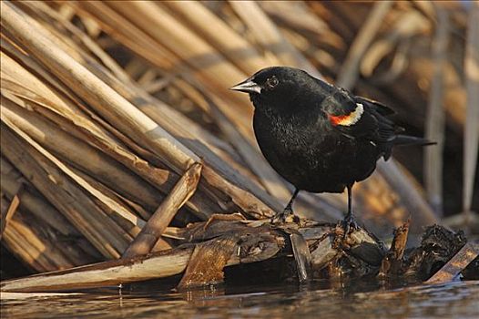 红翅黑鹂,湿地,安那波利斯谷地,新斯科舍省,加拿大