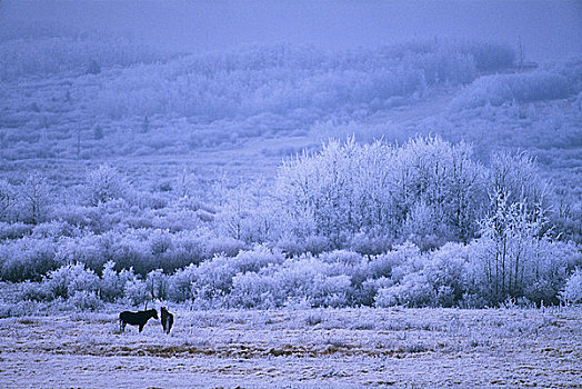 马,放牧,地点,艾伯塔省,加拿大