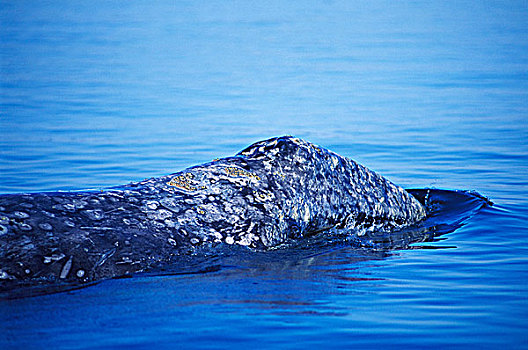 灰鲸,呼吸孔,头部,温哥华岛,不列颠哥伦比亚省,加拿大