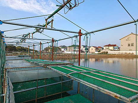 网箱养殖,太湖蟹