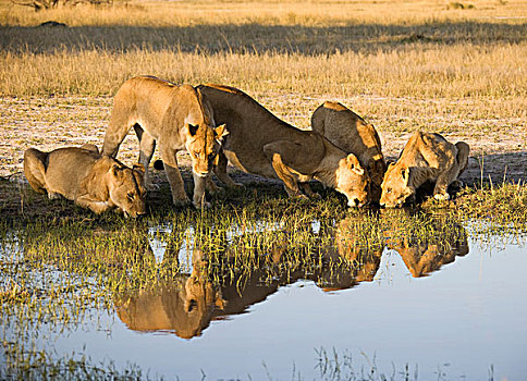 几个,雌狮,喝,水坑,马瑞米国家公园,莫勒米野生动植物保护区,奥卡万戈三角洲,博茨瓦纳,非洲