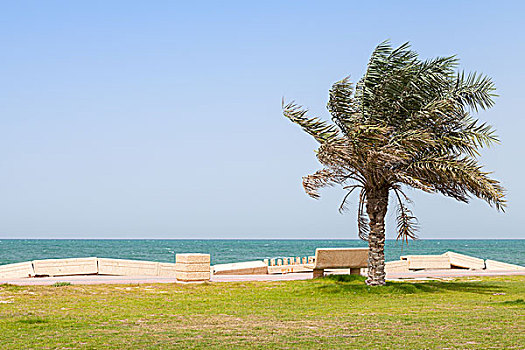 棕榈树,长椅,海岸,波斯湾,沙特阿拉伯