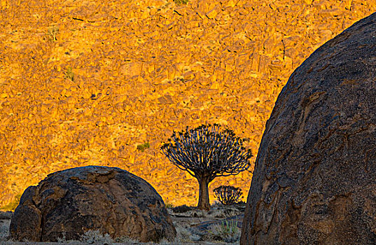 非洲,南非,里希特斯韦德国家公园,抖树,漂石,日光,山坡