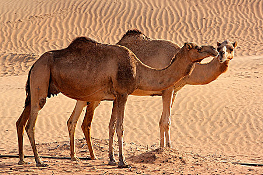 骆驼,迪拜,沙漠