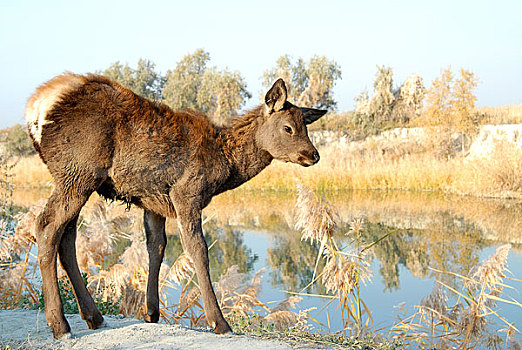 新疆精河县甘家湖梭梭林国家级自然保护区内景观