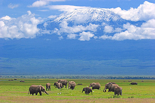 非洲象,牧群,正面,乞力马扎罗山,安伯塞利国家公园,肯尼亚,非洲