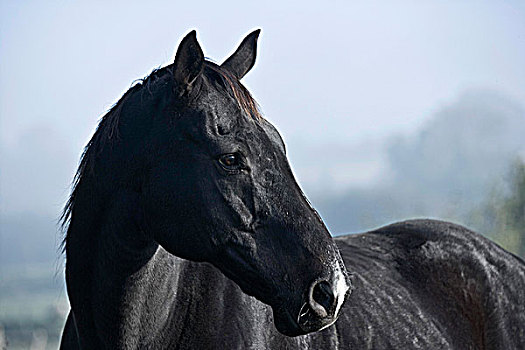 黑色,马