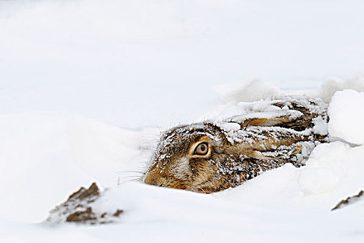 欧洲野兔,雪中