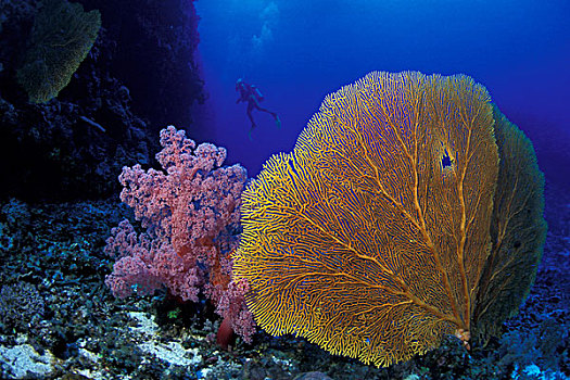 澳大利亚,大堡礁,潜水,巨大,海扇,软珊瑚,树