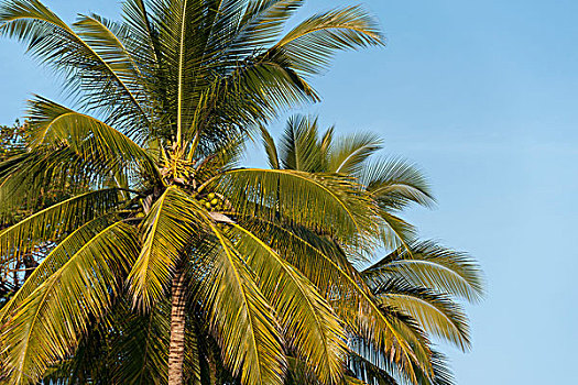 棕榈树,蓝天,墨西哥