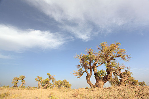 新疆和田塔克拉玛干沙漠胡杨树