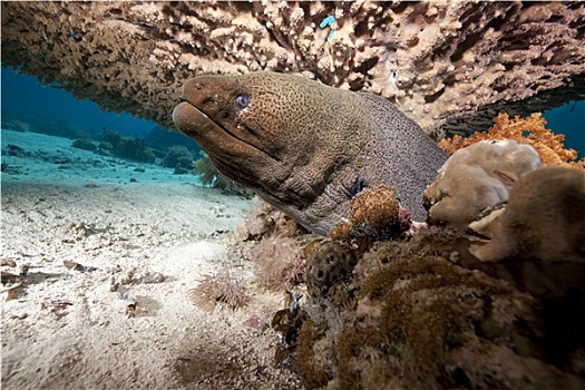 巨大,海鳗,珊瑚
