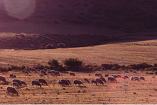 动物,放牧,开普省,南非