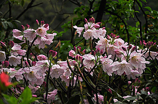 高山杜鹃花