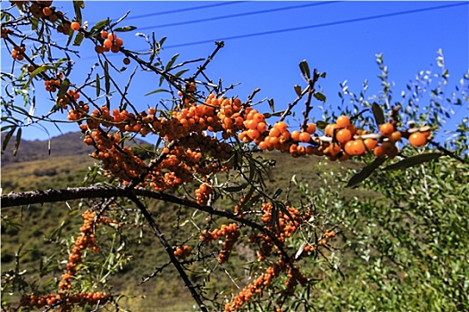 灵山沙棘树