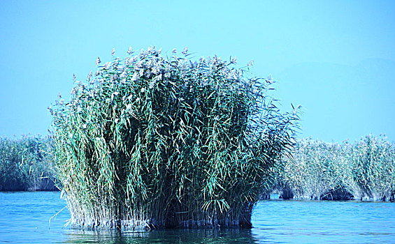 沙湖,湖,芦苇