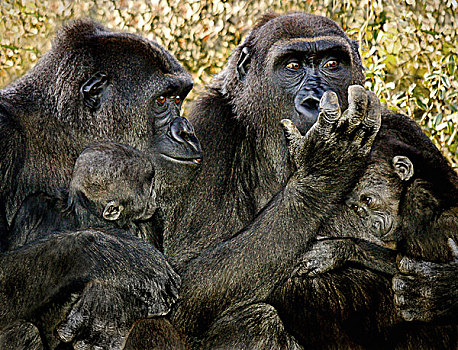 两个,大猩猩,母兽,坐,拿着,高兴,幼仔,交谈,悄悄话,一个,抬手,嘴