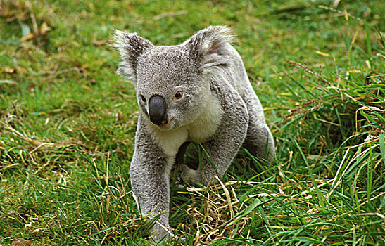 树袋熊,成年,地面,草,跑,澳大利亚
