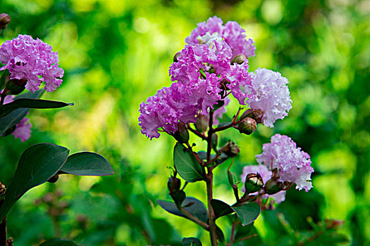 夏天常见盛开的花朵,紫薇,又称痒痒花,紫兰花