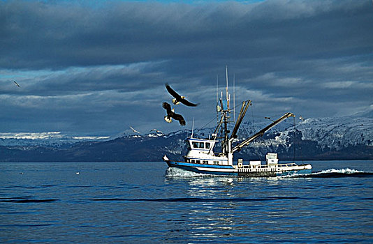 鹰,翱翔,上方,渔船,库克海峡,阿拉斯加,美国