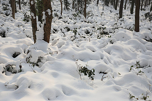 冬季林间雪后风景