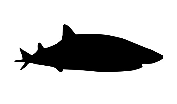 鲨鱼,剪影
