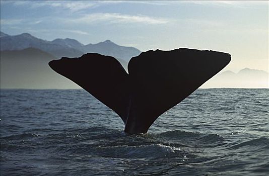 抹香鲸,新西兰