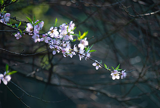 春天里开的桃花