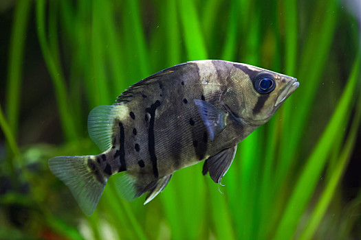 印度尼西亚,虎,野生动物