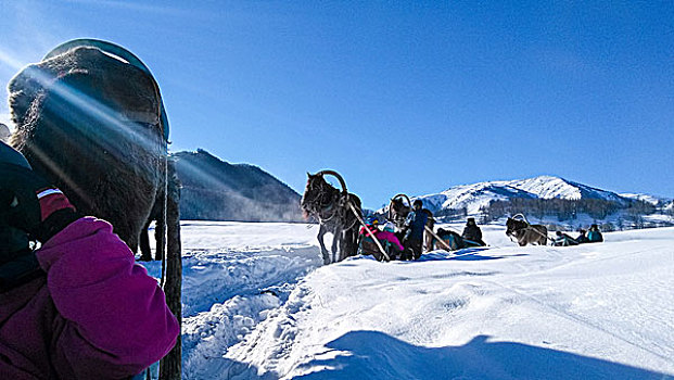 新疆喀纳斯禾木美丽峰马拉雪橇