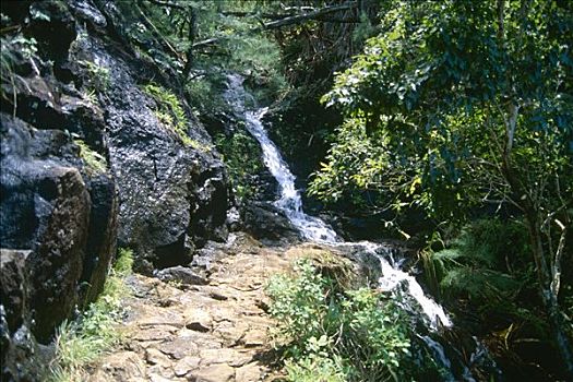 溪流,通过,树林,小路,考艾岛,夏威夷,美国