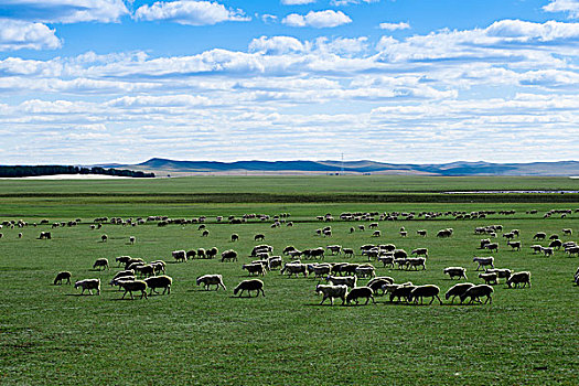 草原上羊群