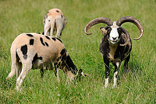 绵羊,稀有,母羊,巴伐利亚,德国,欧洲