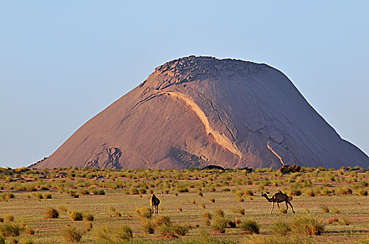 骆驼,正面,独块巨石,世界,阿德拉尔,区域,毛里塔尼亚,非洲