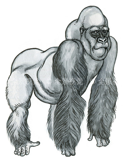 大,雄性,大猩猩,站立,后腿,素描_高清图片_全景视觉
