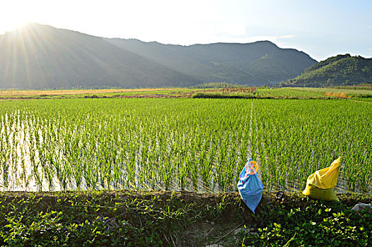 田园风光