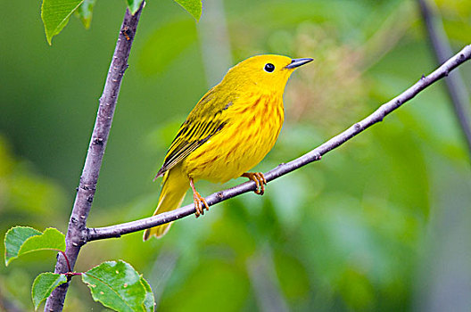 黄色,鸣禽,美洲黄莺,北方,加拿大