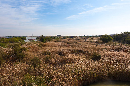 黄河入海口湿地