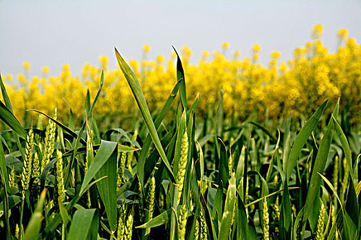 油菜花