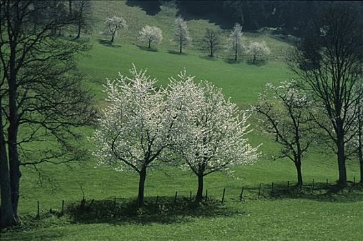盛开,树,上巴伐利亚,德国