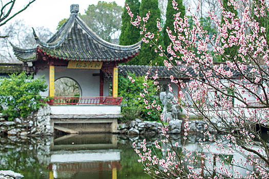 南京梅花山梅花盛开