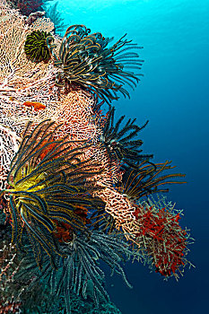 柳珊瑚目,羽毛,星,海百合纲,大堡礁,昆士兰,太平洋,澳大利亚,大洋洲