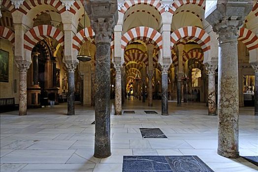 室内,树林,柱子,大教堂,科多巴,安达卢西亚,西班牙,欧洲