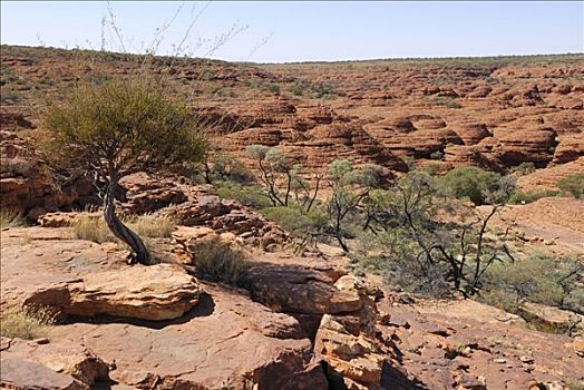 砂岩,圆顶,城市,南方,边缘,国王峡谷,国家公园,北领地州,澳大利亚